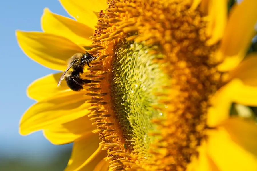 miel tournesol